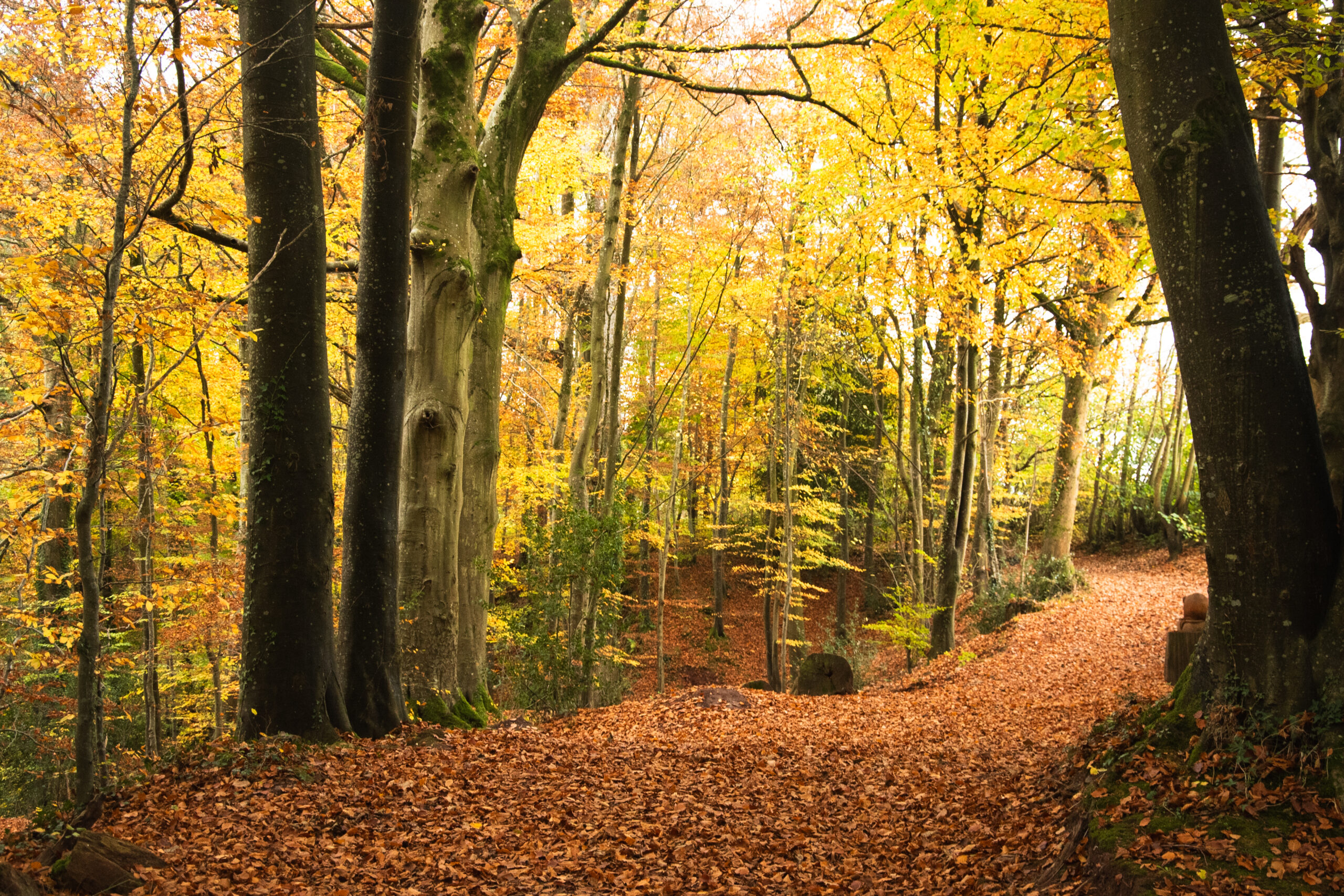 Brecon Priory Groves with Beech Trees